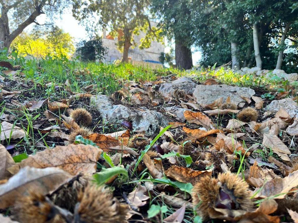 Il Trullo E Il Fortino アルベロベッロ エクステリア 写真